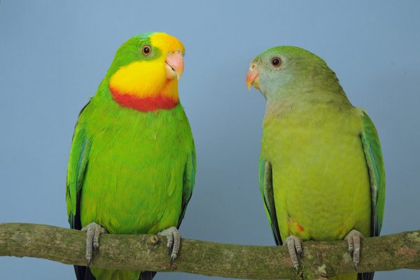 Perspectief op beëindiging tentoonstellings- en verzamelverbod niet-risicovogels